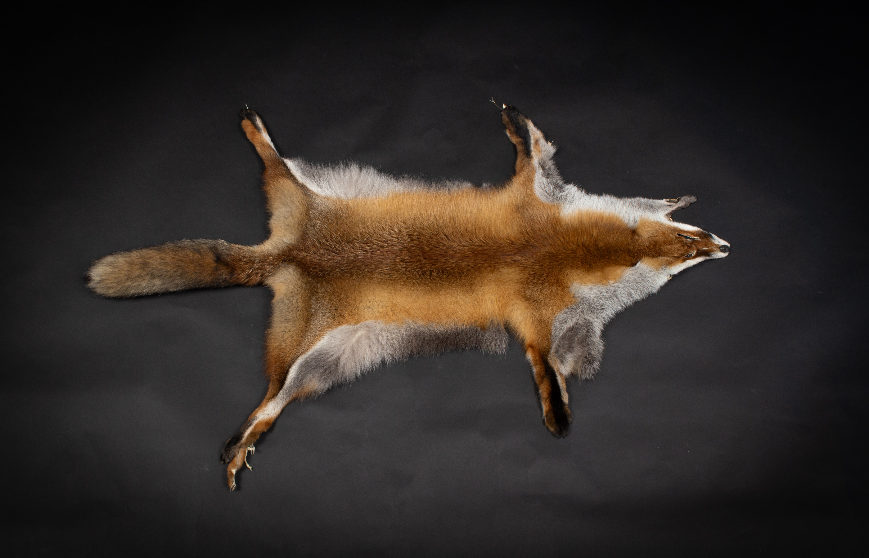 European Red Fox Skin - natural European Red Fox Skin - natural