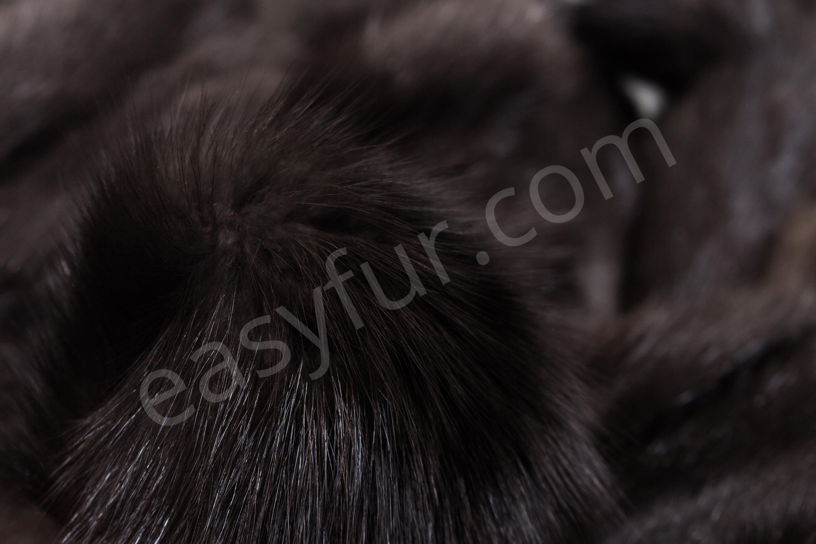 4-1850-Russische-Zobel-Felle-Russian-Sable-Skins-Easyfur