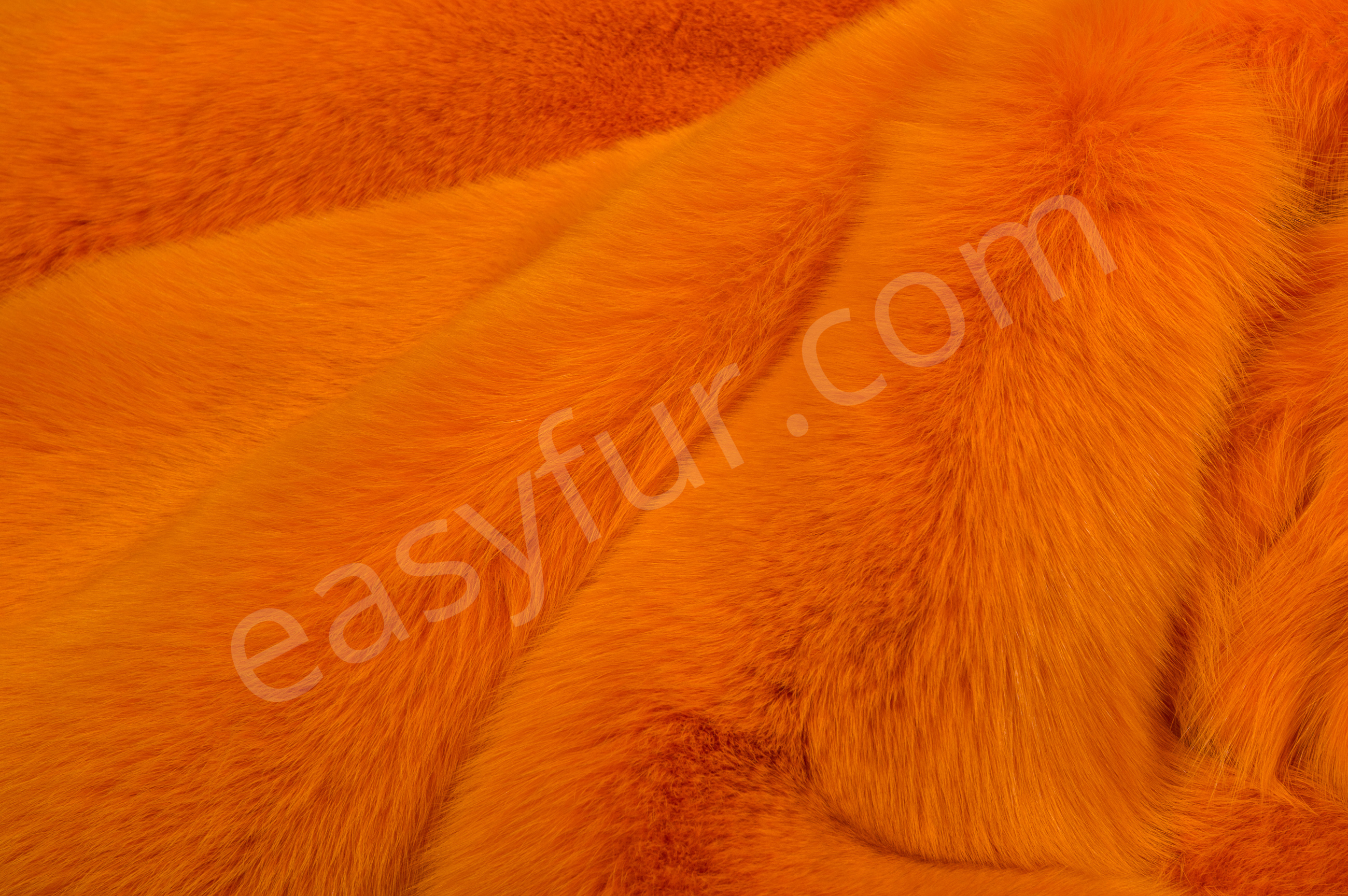 6-1825-Blaufuechse-Apricot-Blue-Foxes-Apricot