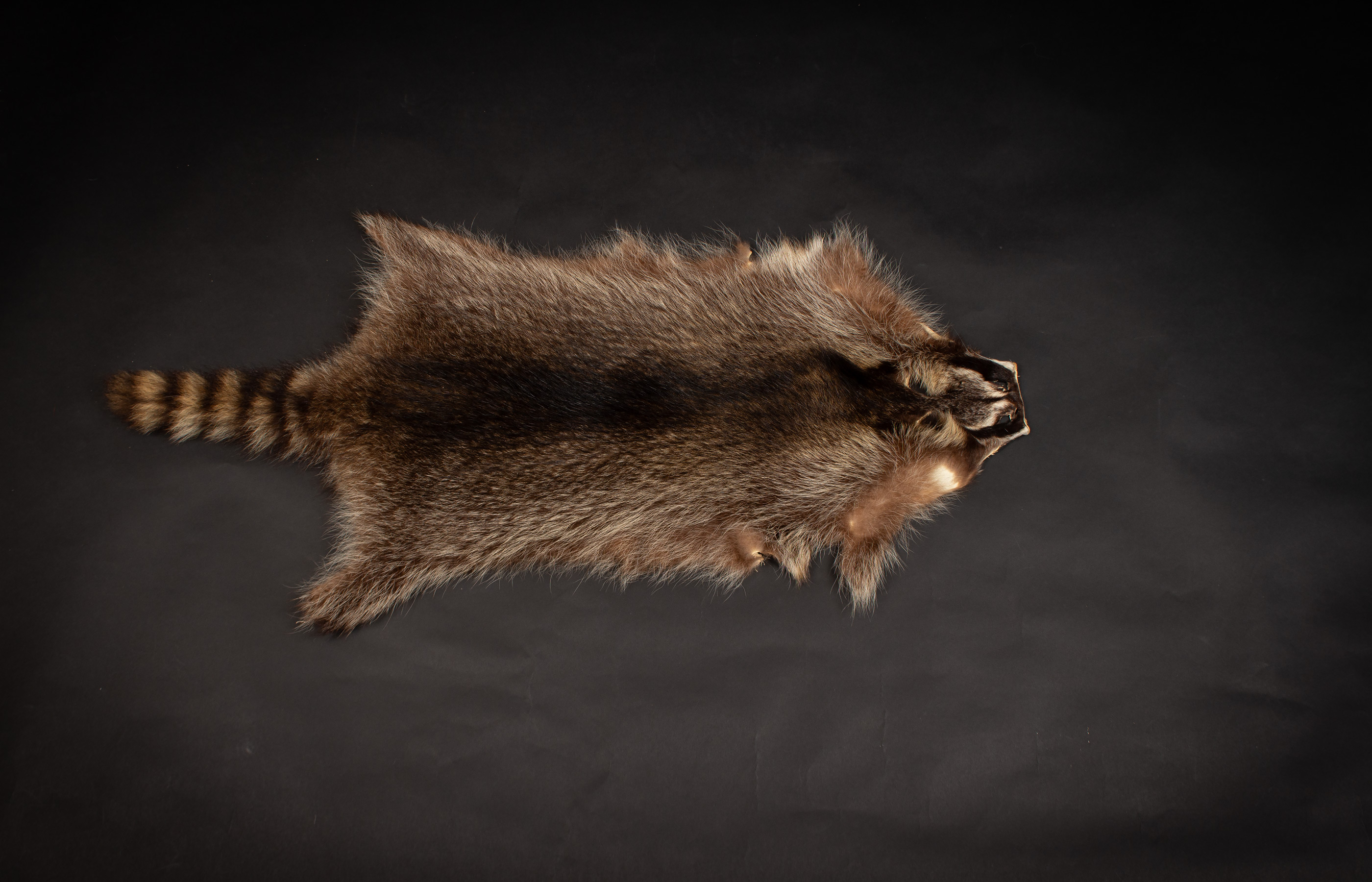 Canadian Raccoon Skin - Grade B Canadian Raccoon Skin - Grade B