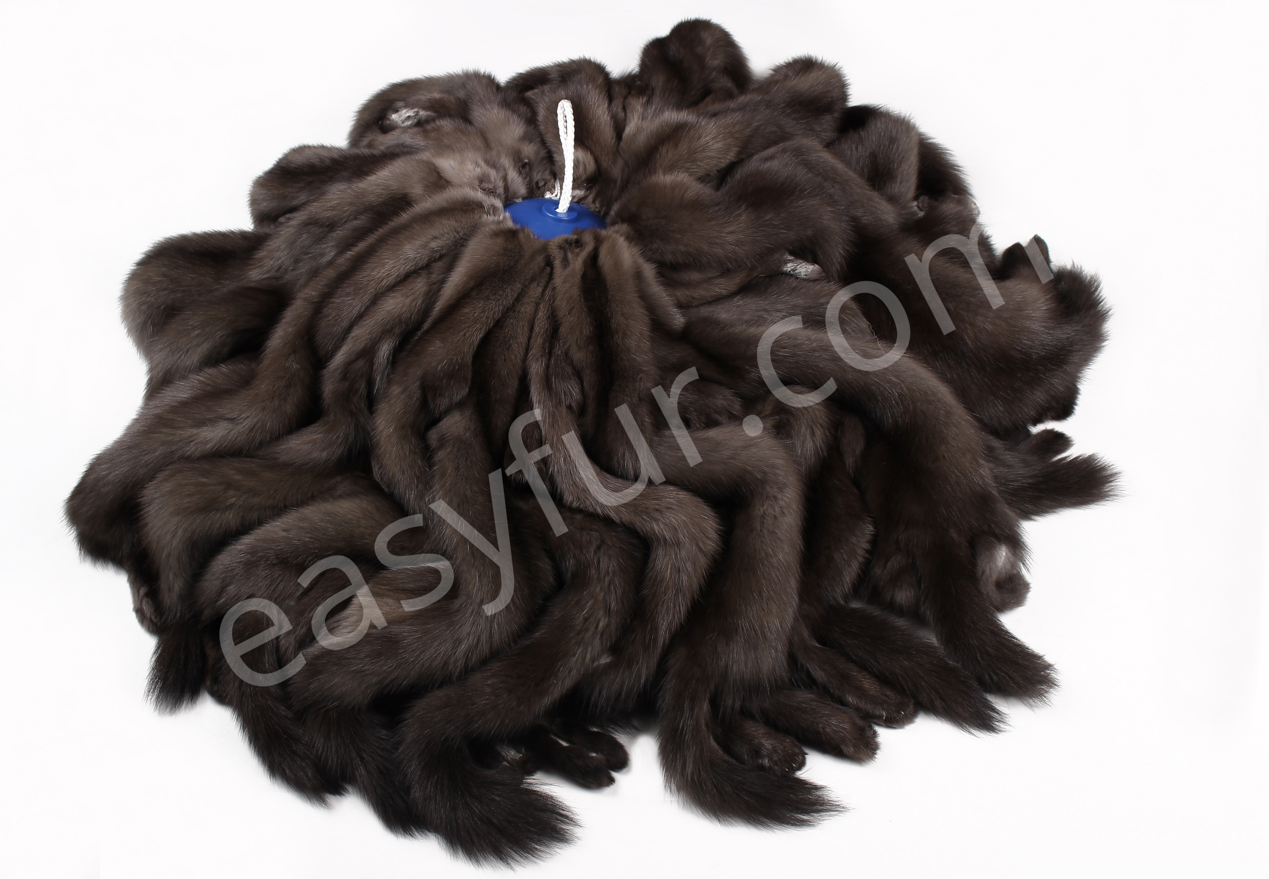 02-5495-Russische-Barguzin-Zobel