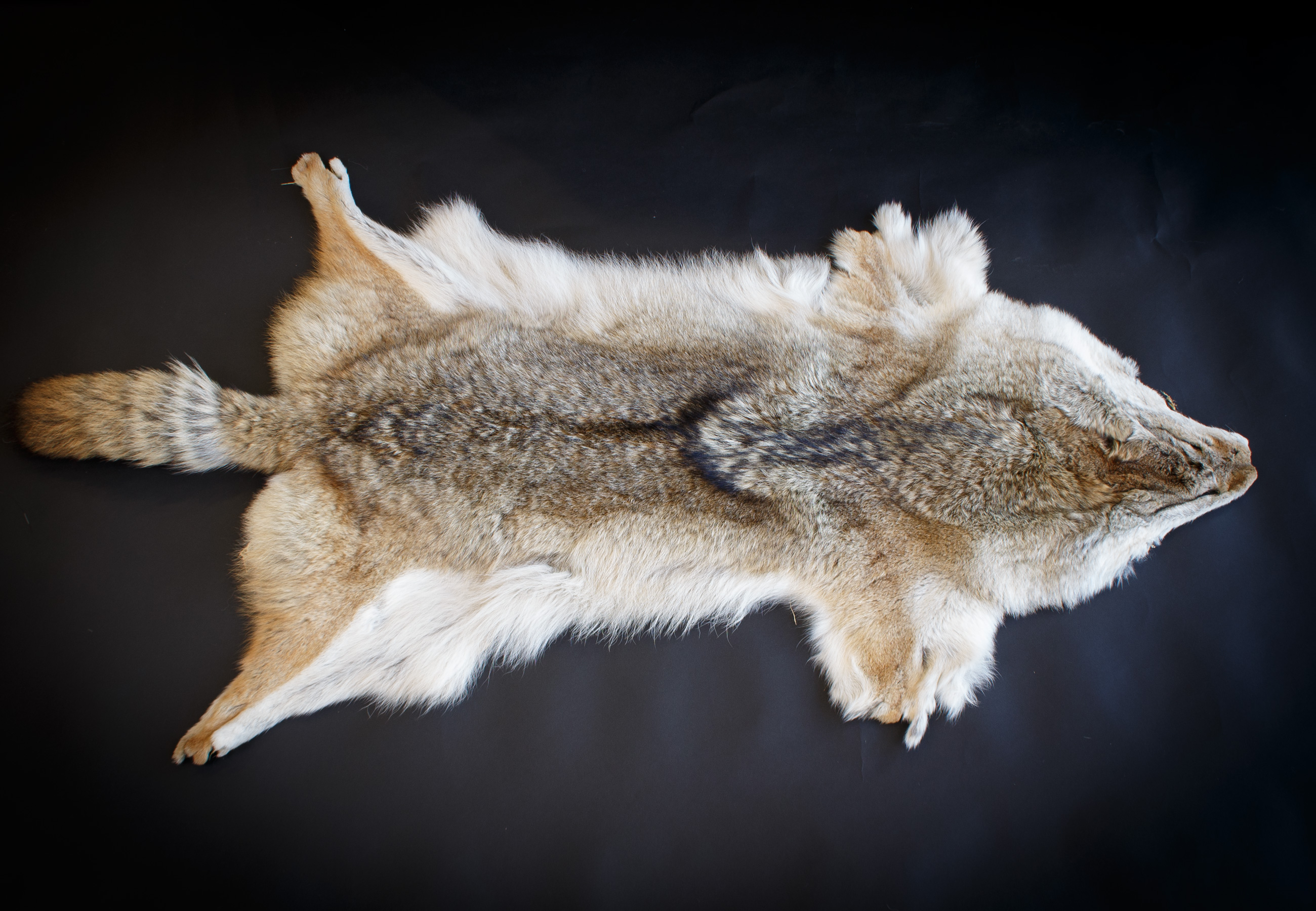 Canadian Coyote Pelt - Grade C - Real Fur Canadian Coyote Pelt - Grade C - Real Fur