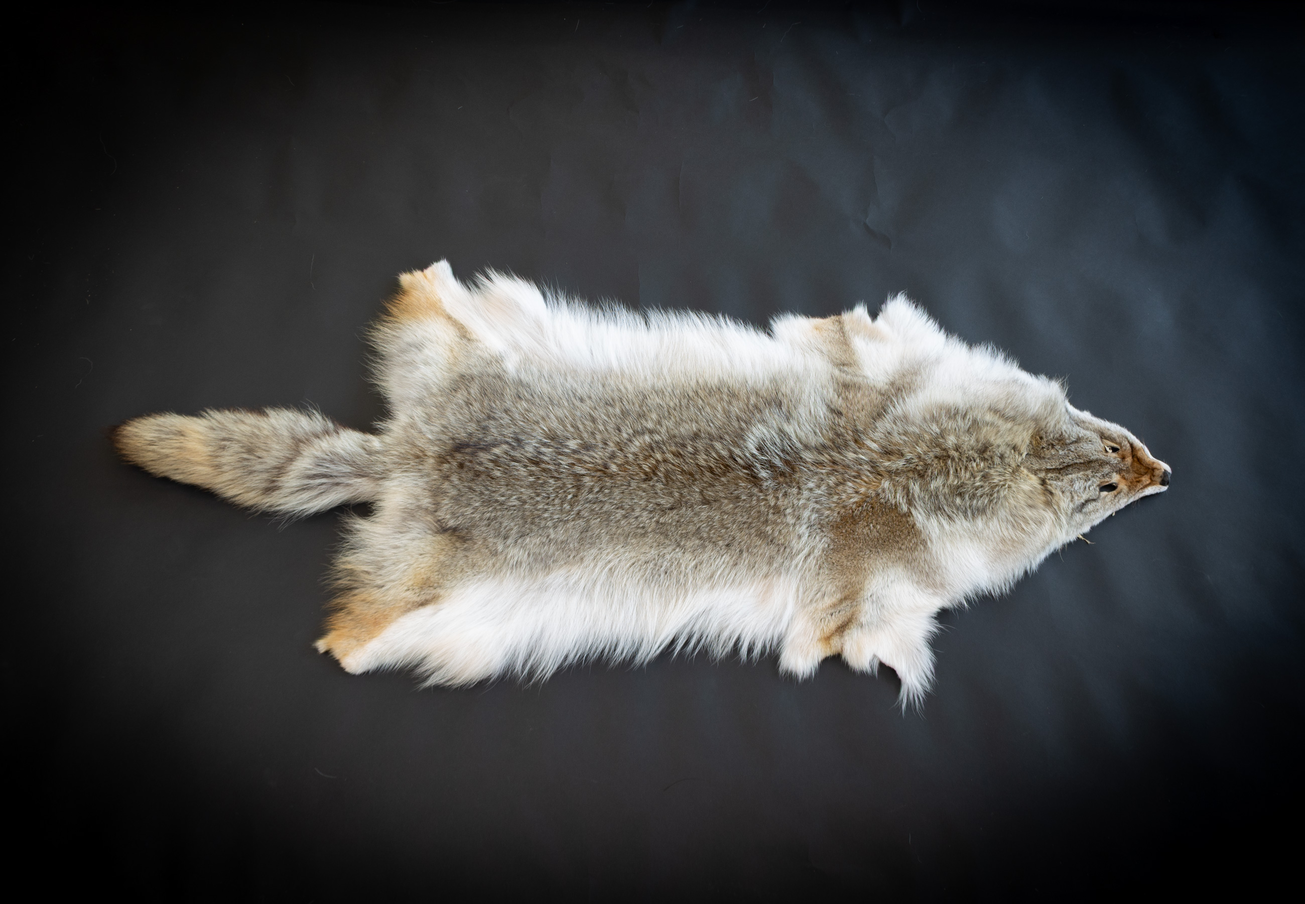 Canadian Coyote Pelt - Grade D - Real Fur Canadian Coyote Pelt - Grade D - Real Fur