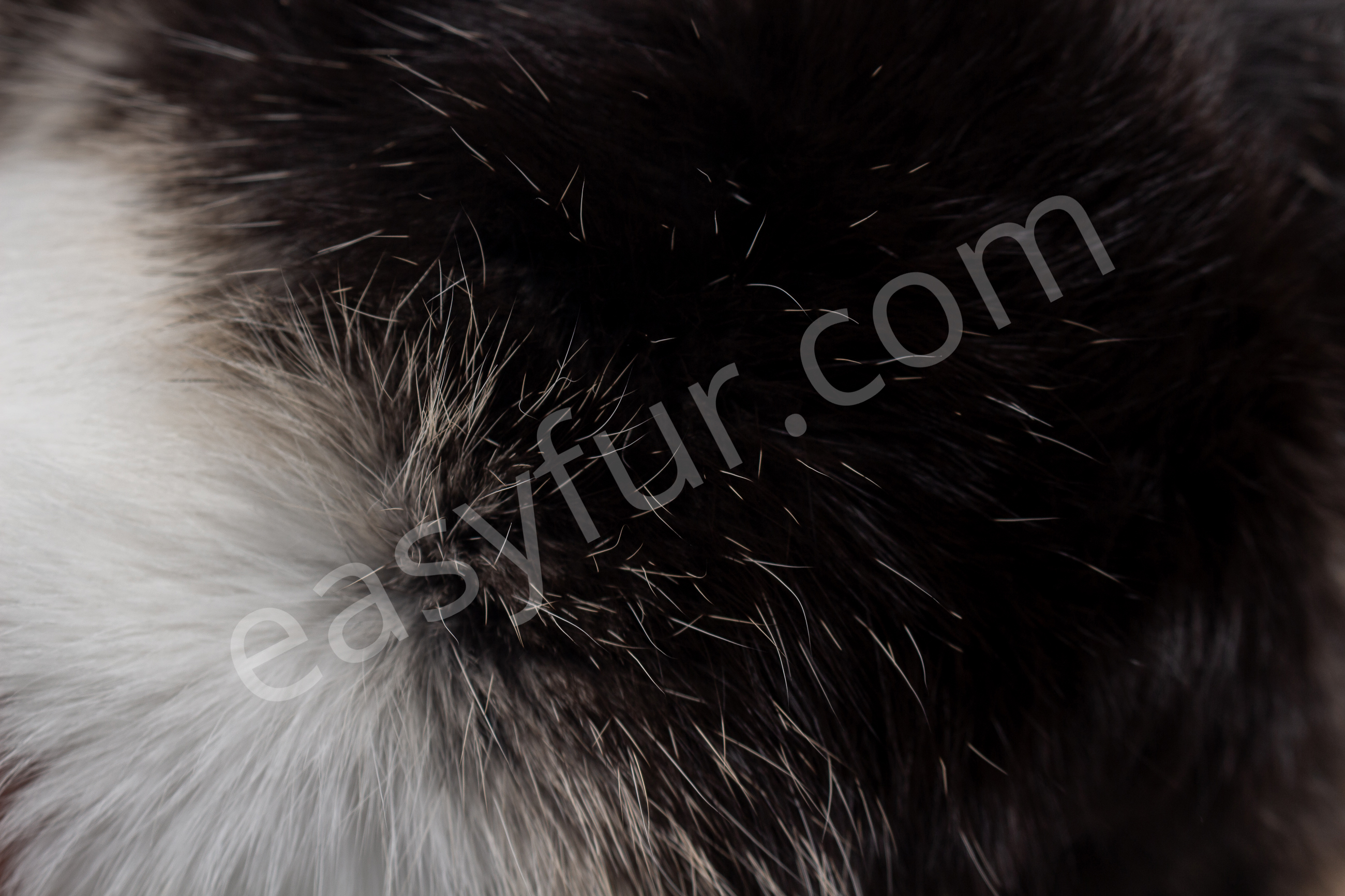 6-6052-Rabbit-Skins-black-white-belly-Naturelle-Kaninchen-Felle-schwarz-grauer-Wamme