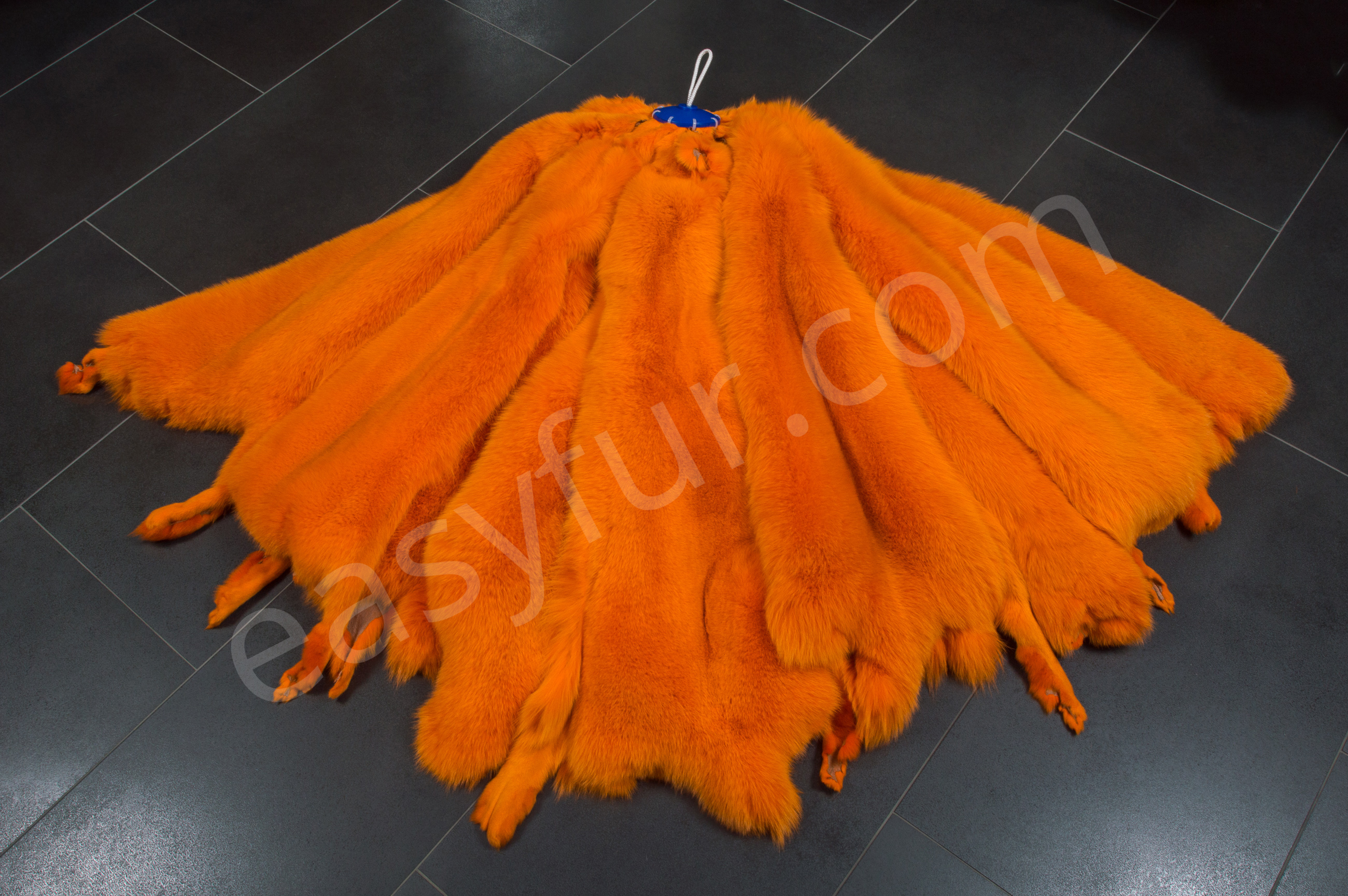 3-1825-Blaufuechse-Apricot-Blue-Foxes-Apricot