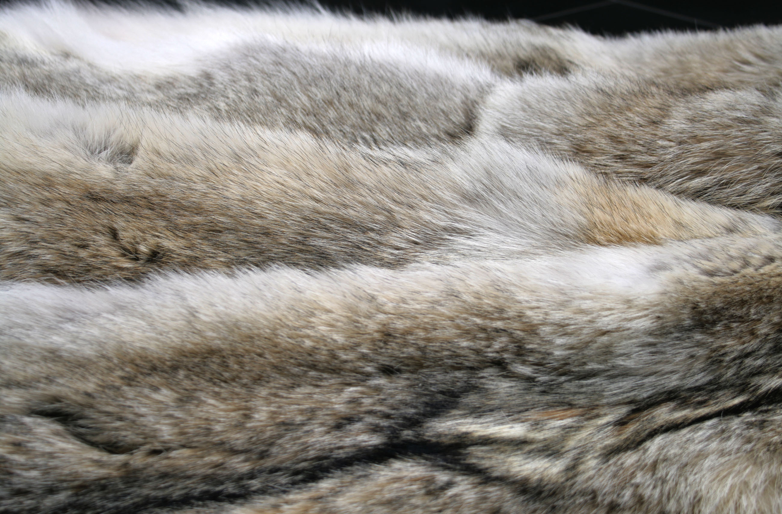 4-canadian-coyotes-skins-from-north-american-fur-auction