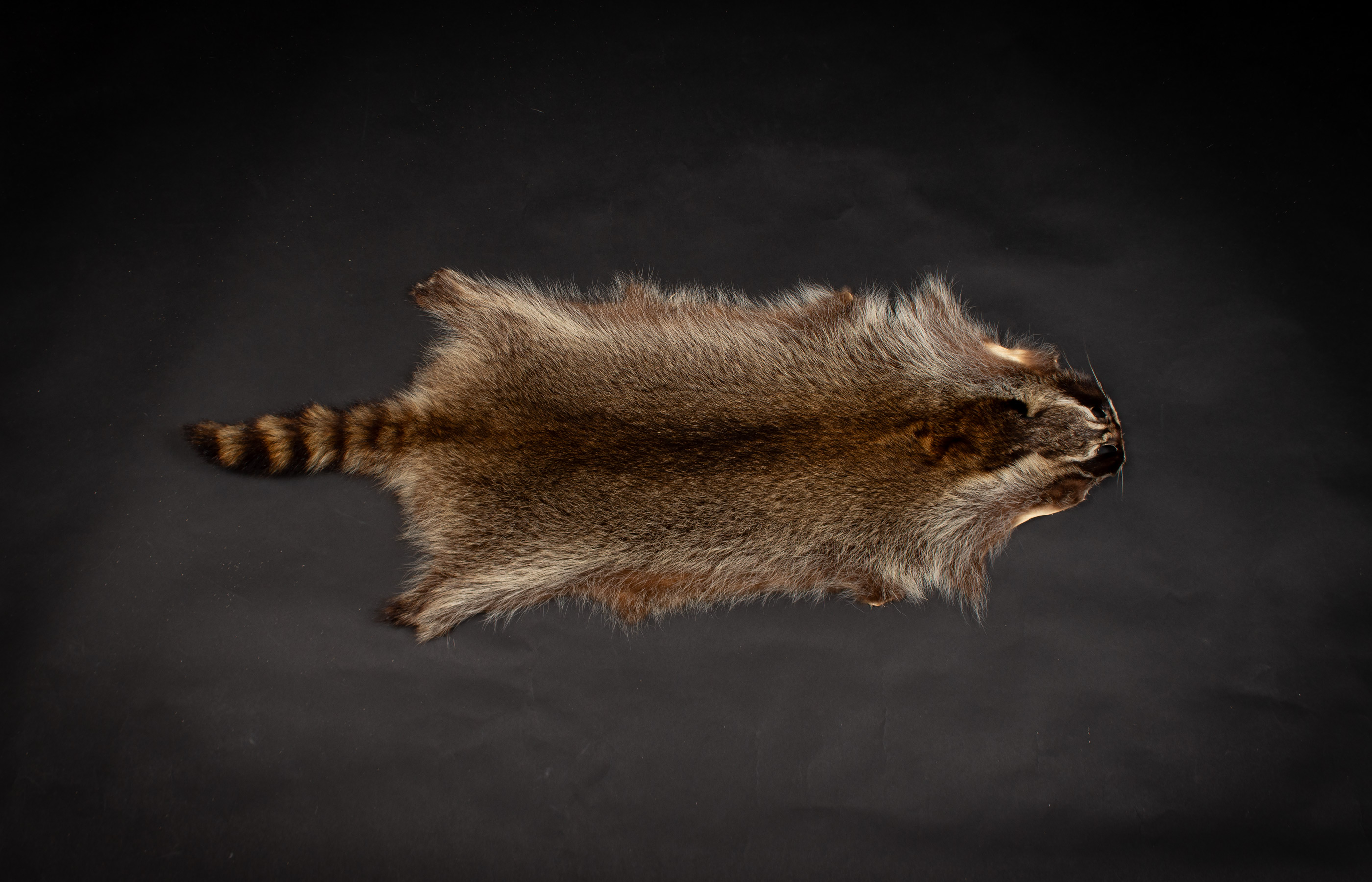 Canadian Raccoon Skin - Grade A Canadian Raccoon Skin - Grade A