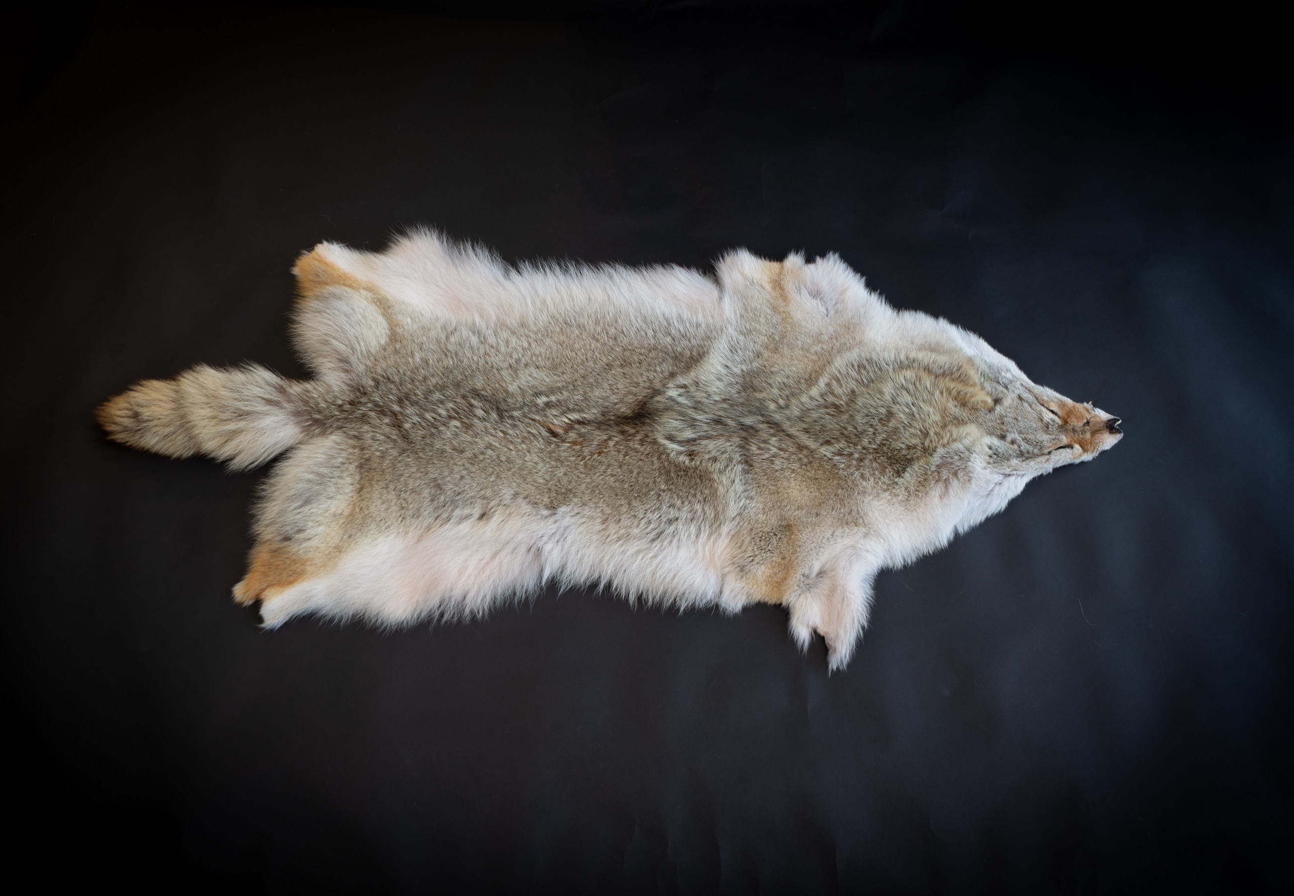 Canadian Coyote Skin - Grade B Canadian Coyote Skin - Grade B