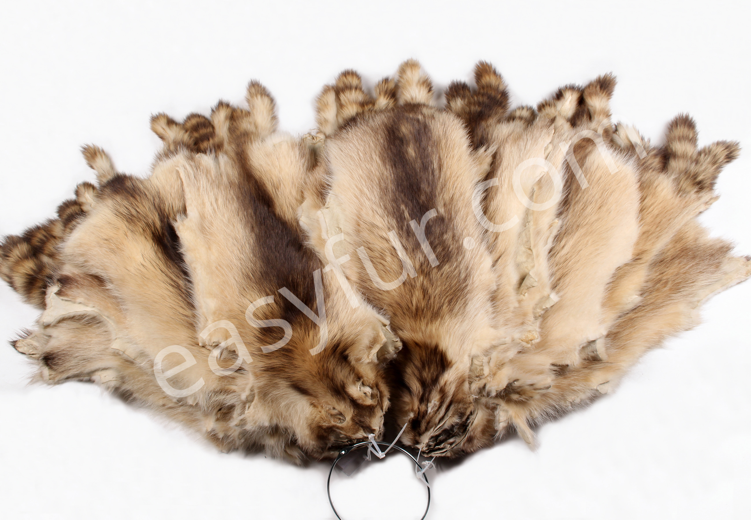 Canadian Raccoon Pelts (Fur Harvesters)