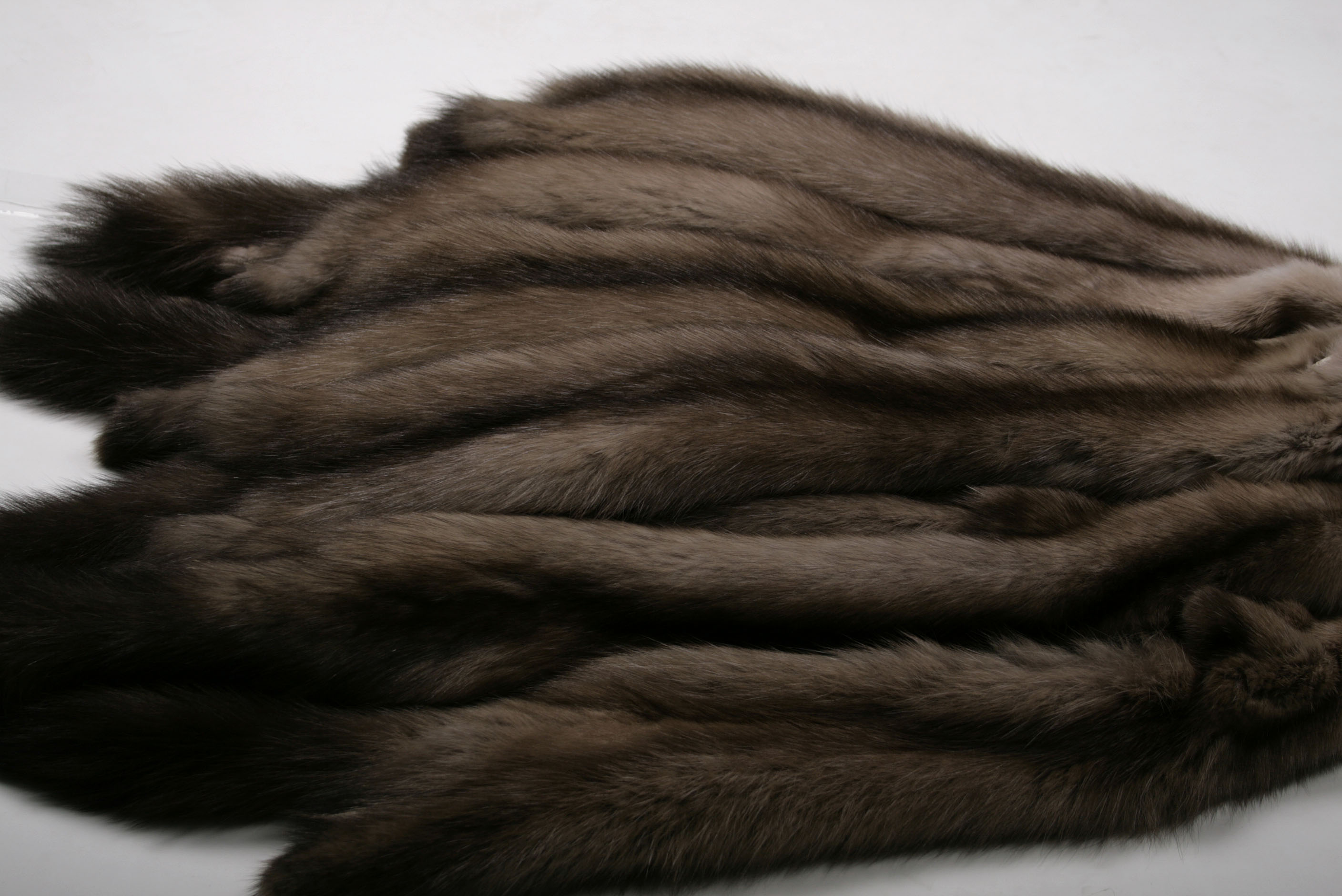 russian-sable-tortora-brown-skins-3