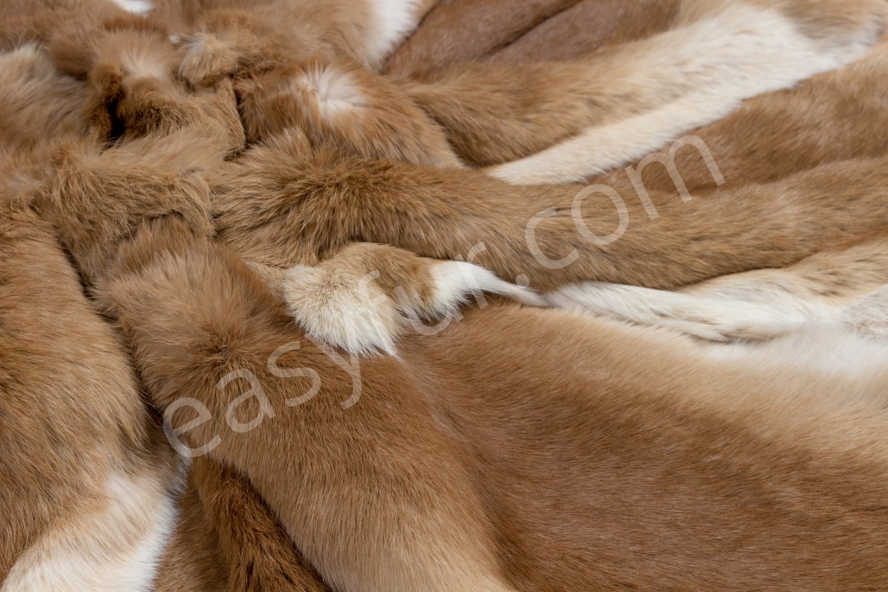 Rabbits in the colour 