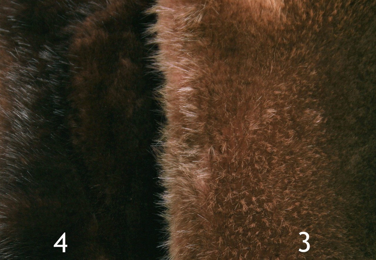 Custom Colorations for Beaver Furs